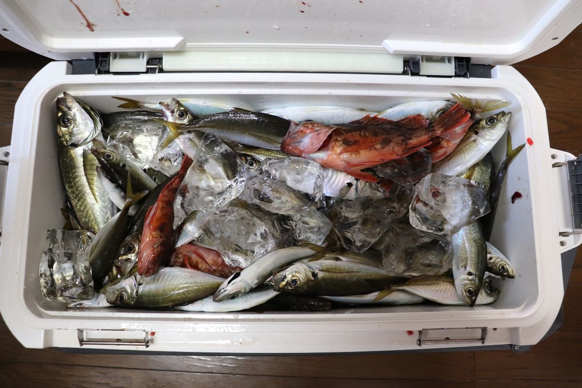 釣り好き親子さんの釣果 2枚目の画像