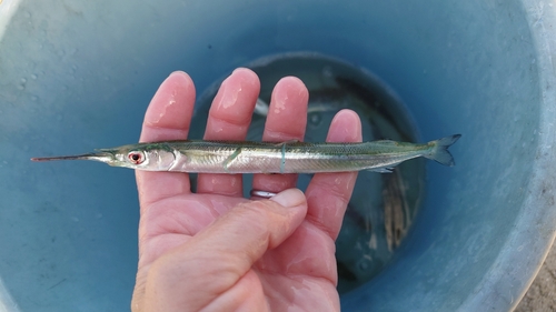 サヨリの釣果