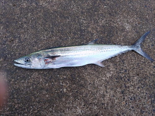 サゴシの釣果