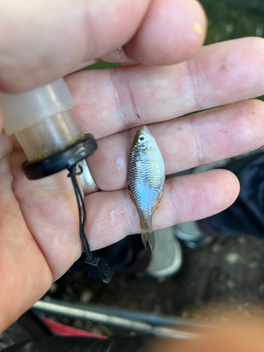 タイリクバラタナゴの釣果