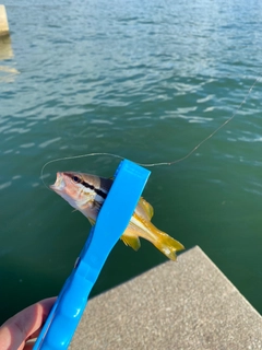 ヨコスジフエダイの釣果