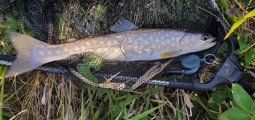 アメマスの釣果