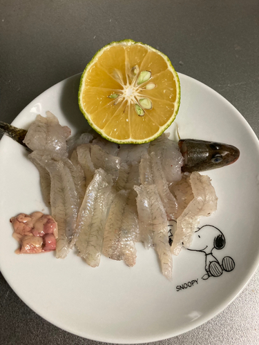 ハゼの釣果