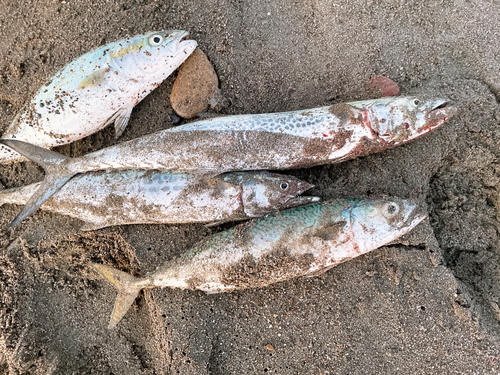 サゴシの釣果