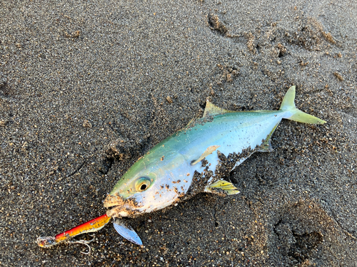 ワカシの釣果