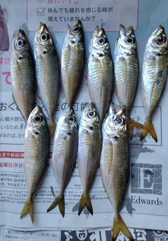 アジの釣果