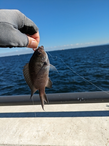 スズメダイの釣果