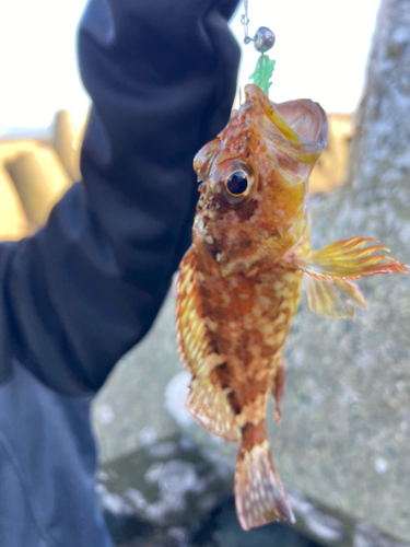 カサゴの釣果