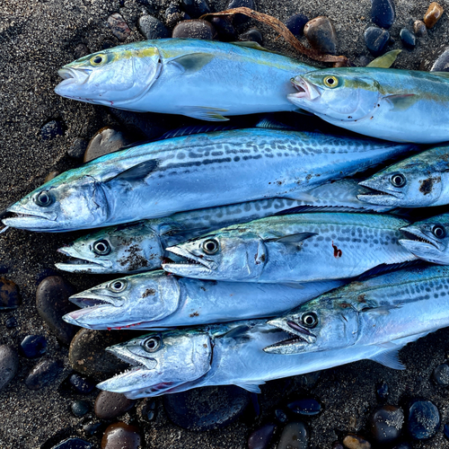 サゴシの釣果