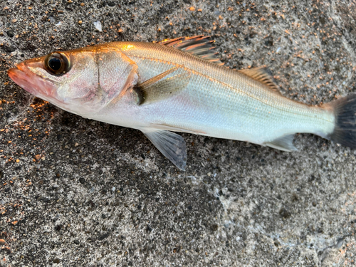 セイゴ（マルスズキ）の釣果