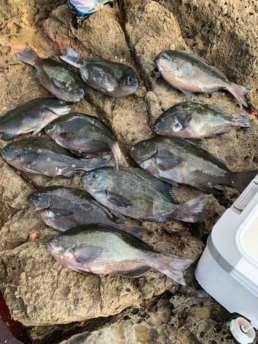 クチブトグレの釣果