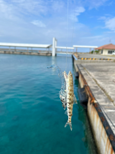 エソの釣果