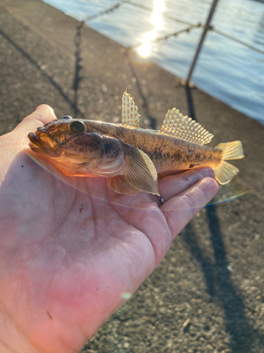 マハゼの釣果