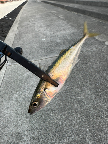 サバの釣果