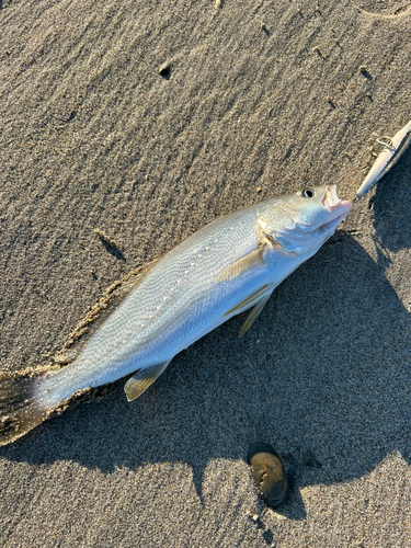 ニベの釣果