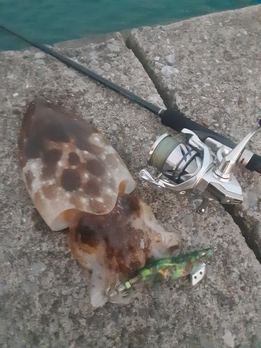 コウイカの釣果
