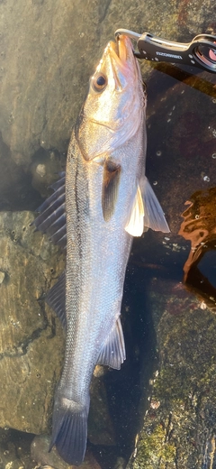 セイゴ（マルスズキ）の釣果