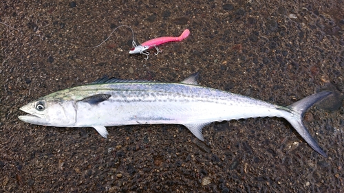 サゴシの釣果