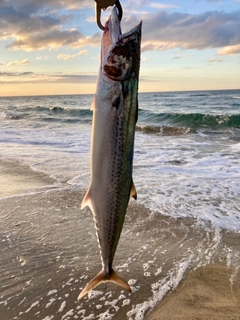 サゴシの釣果