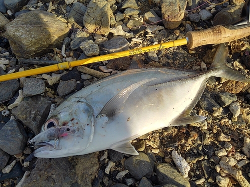 オニヒラアジの釣果