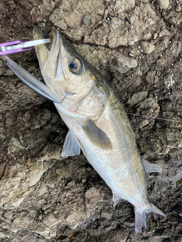 シーバスの釣果