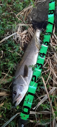 スズキの釣果