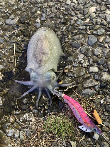 シリヤケイカの釣果