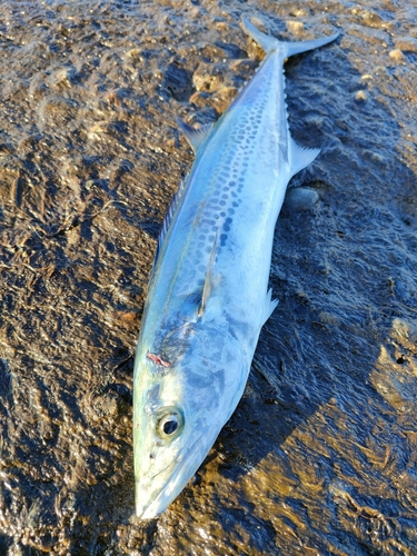 サゴシの釣果