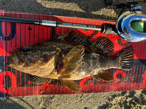 タケノコメバルの釣果