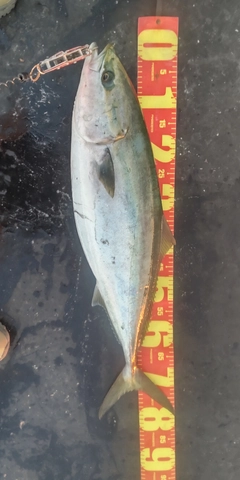 ブリの釣果