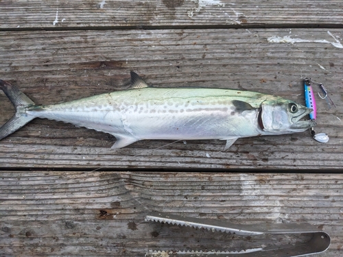 サゴシの釣果