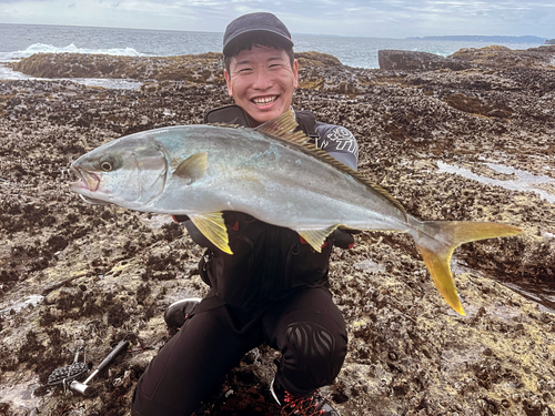 ヒラマサの釣果