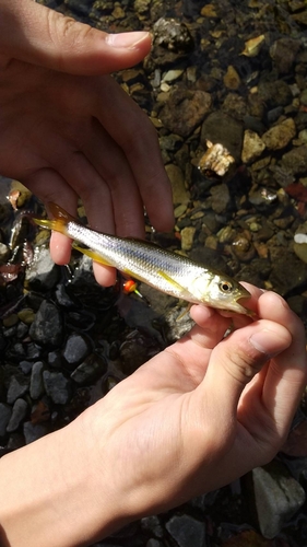 カワムツの釣果