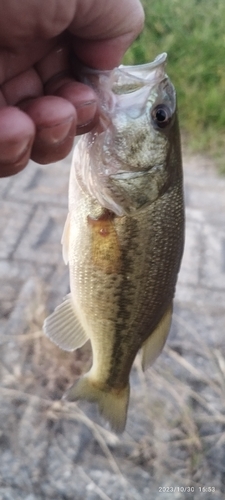 ブラックバスの釣果