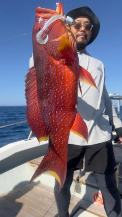 バラハタの釣果