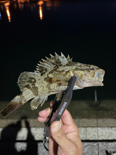 タケノコメバルの釣果