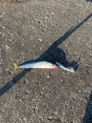 サバの釣果