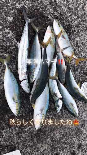 ハマチの釣果