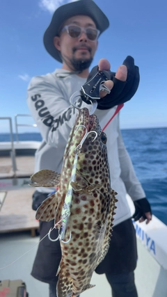 イシガキハタの釣果