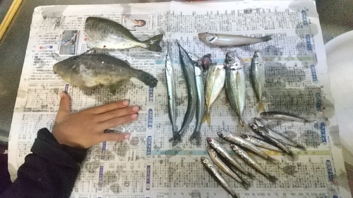 ウマヅラハギの釣果