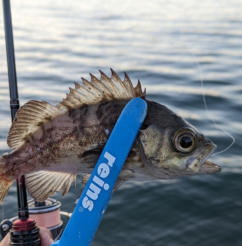 シロメバルの釣果