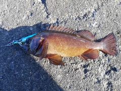 エゾメバルの釣果