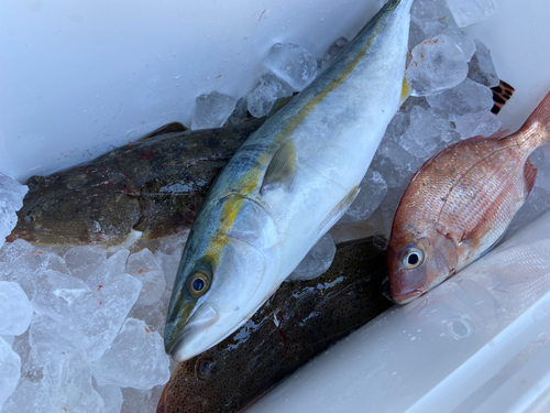 コチの釣果