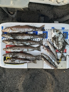 シロギスの釣果