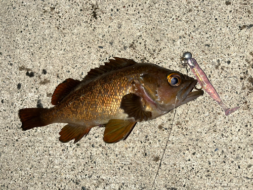 エゾメバルの釣果