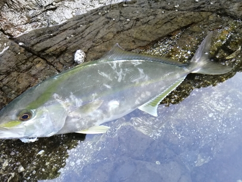 アカビラの釣果