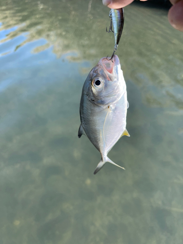 メッキの釣果