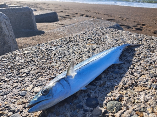 サゴシの釣果