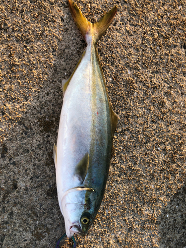 ツバスの釣果