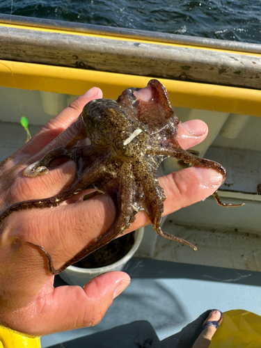 イイダコの釣果